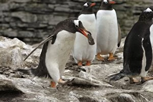Images Dated 9th January 2008: Gentoo Penguin - nest building