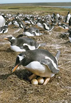 Temperature Control Prints: Gentoo Penguin - at nest Falkland Islands