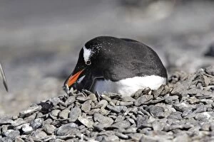 Gentoo Penguin - at nest moving pebbles
