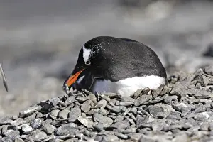 Working Prints: Gentoo Penguin - at nest moving pebbles. Brown Bluff - Antarctic Peninsula