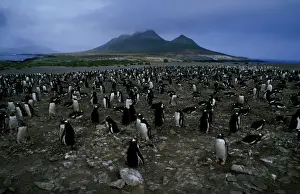 Falklands Prints: Gentoo penguin - nesting colony