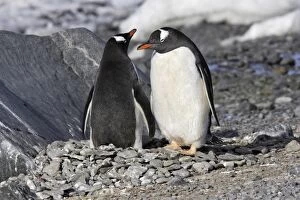 Gentoo Penguin - pair
