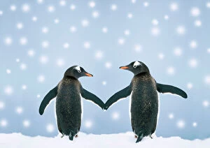 Quirky Collection: Gentoo Penguin - pair holding hands in the snow