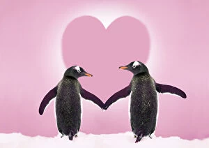 Gentoo Penguin - pair holding hands in the snow with pink heart