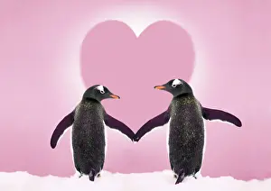 Gentoo Penguin - pair holding hands with Valentine's heart