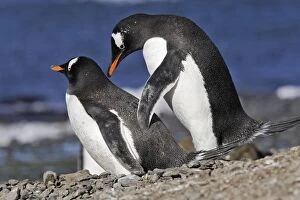 Images Dated 29th October 2006: Gentoo Penguin - pair mating. Brown Bluff - Antarctic Peninsula