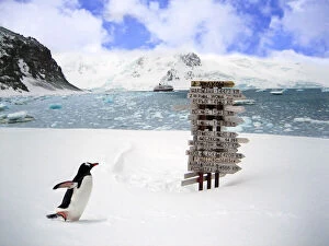 Images Dated 15th August 2012: A Gentoo Penguin (Pygoscelis papua) at