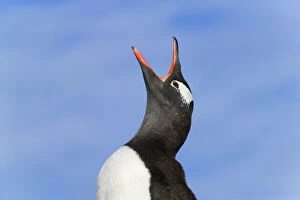 Gentoo Penguin (Pygoscelis papua) Dorian
