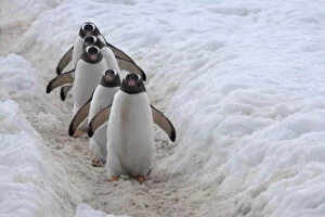 Walk Gallery: Gentoo Penguin (Pygoscelis papua) on ice