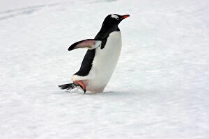 Images Dated 15th August 2012: A Gentoo penguin (Pygoscelis papua) at Livingston