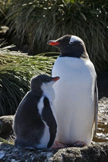 Gentoo Penguin (Pygoscelis papua), mother