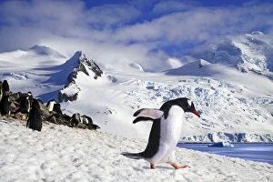 Images Dated 15th August 2012: Gentoo penguin (Pygoscelis papua) waddles