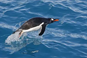 Emerging Prints: Gentoo Penguin - swimming. Cooper Bay - South Georgia