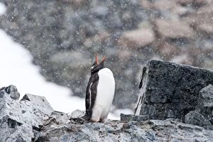Images Dated 12th January 2015: Gentoo Penguin trumpeting on rock