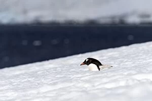 Images Dated 11th January 2015: Gentoo Penguin walking in the snow