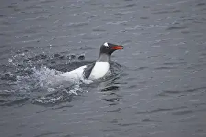 Gentoo Penguin - Washing in shallow water Pygoscelis papua Port Lockeroy Antarctic Penninsular BI007792