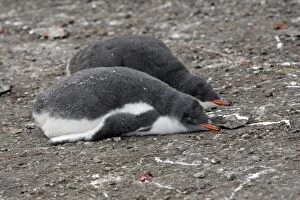 Gentoo Penguin - young - Hannah Point - Livingston