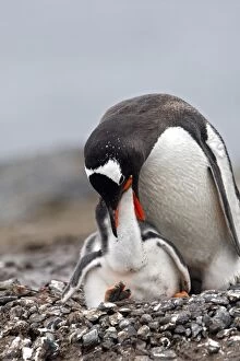 Images Dated 28th January 2008: Gentoo Penguins - adult & young - Barrientos island Gentoo Penguins - adult & young - Barrientos