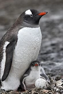 Images Dated 28th January 2008: Gentoo Penguins - adult young & egg - Barrientos Gentoo Penguins - adult young & egg - Barrientos