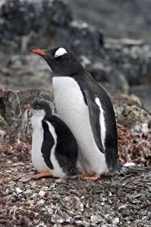 Images Dated 25th January 2008: Gentoo Penguins - Adult with young - Hannah Point