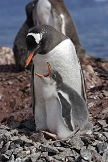Images Dated 26th January 2008: Gentoo Penguins - adult & young - Ronge island Gentoo Penguins - adult & young - Ronge island