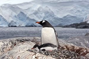 Gentoo Penguins - British base of Port Lockroy