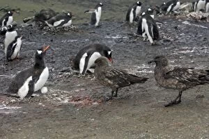 Images Dated 28th January 2008: Gentoo Penguins - brown skua tries to steal egg