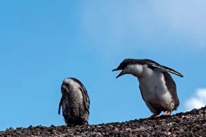 Images Dated 1st February 2016: Gentoo Penguins chick screeching at headless chick