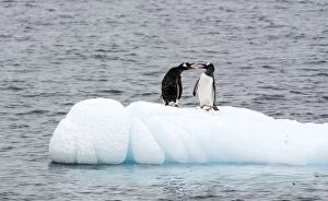 Images Dated 12th January 2015: Gentoo Penguins on ice