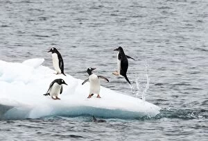 Images Dated 12th January 2015: Gentoo Penguins on ice