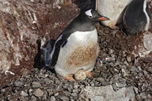 Images Dated 26th January 2008: Gentoo Penguins - incubating 2 eggs - Ronge island