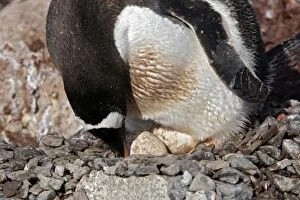 Gentoo Penguins - incubating 2 eggs - Ronge island