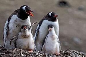 Gentoo Penguins mothers with chicks on nest