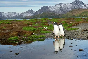 Penguins Collection: Gentoo Penguins - with mountains in background - South Georgia - Antarctica