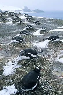 Communities Prints: Gentoo Penguins - Nesting Aitcho Island, South Shetland Islands
