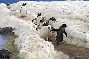 Gentoo Penguins - returning to the colony - Ronge