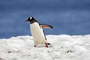 Images Dated 26th January 2008: Gentoo Penguins - returning to the colony - Ronge