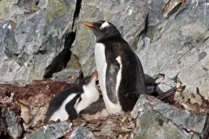 Images Dated 26th January 2008: Gentoo Penguins - Ronge island - Antarctic Peninsula