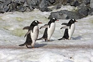 Gentoo Penguins - Ronge island - Antarctic Peninsula