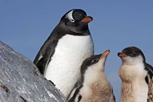 Images Dated 26th January 2008: Gentoo Penguins - Ronge island - Antarctic Peninsula