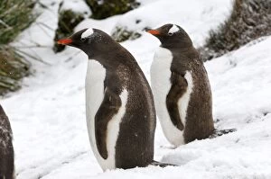 Images Dated 16th March 2007: Gentoo Penguins - in snow