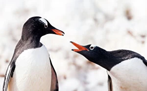 Images Dated 11th January 2015: Gentoo Penguins squawking