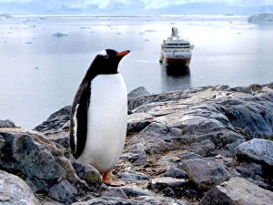 Images Dated 15th August 2012: A Gentoo (Pygoscelis papua) at Neko Harbor
