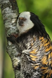 Images Dated 22nd April 2009: Geoffroy Tufted-ear Marmoset / White-headed Marmoset