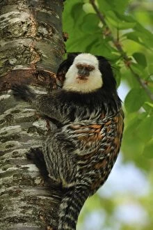 Images Dated 21st April 2009: Geoffroy Tufted-ear Marmoset / White-headed Marmoset