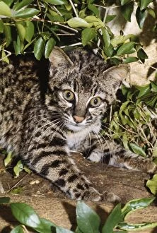 Images Dated 16th August 2006: Geoffroy's Cat / Ocelot Bolivia to Patagonia, South America