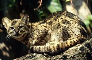 Images Dated 16th August 2006: Geoffroy's Cat / Ocelot - salinarum subspecies Bolivia to Patagonia, South America