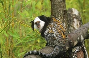 Images Dated 31st July 2007: Geoffroy's Marmoset - Also known as: Geoffroy's tufted-ear marmoset white-faced marmoset