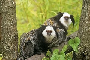 Geoffroys Marmoset - Also known as: Geoffroys tufted-ear marmoset white-faced marmoset and white-fronted marmoset
