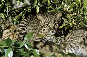 Geoffroy's Wild Cat - South America